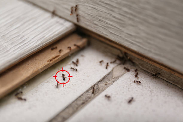 Best Affordable Pest Control Services  in Redmond, OR