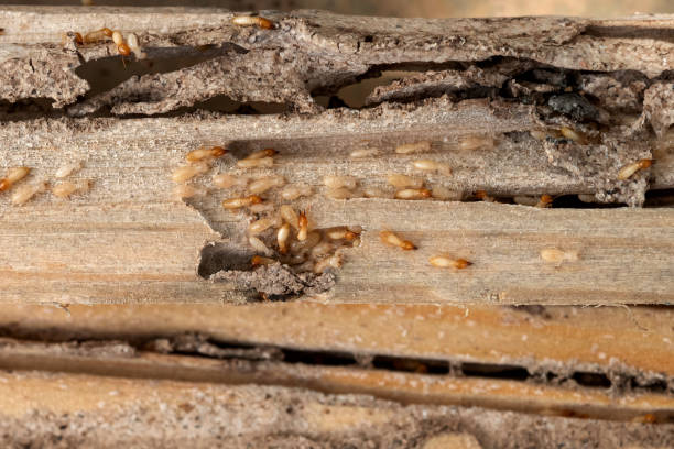 Pest Prevention Services in Redmond, OR